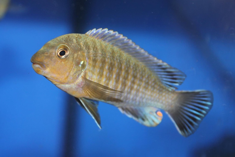 Labidochromis vellicans 'Gome'